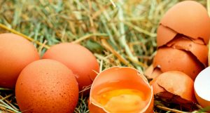 En Holanda logran producir Huevos sin emitir dióxido de carbono CO2